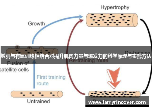 增肌与有氧训练相结合对提升肌肉力量与爆发力的科学原理与实践方法